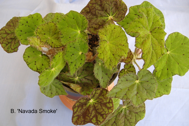 B. ‘Nevada Smoke’